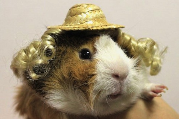 Guinea Pig Fashion To Hit The Runways Perhaps?